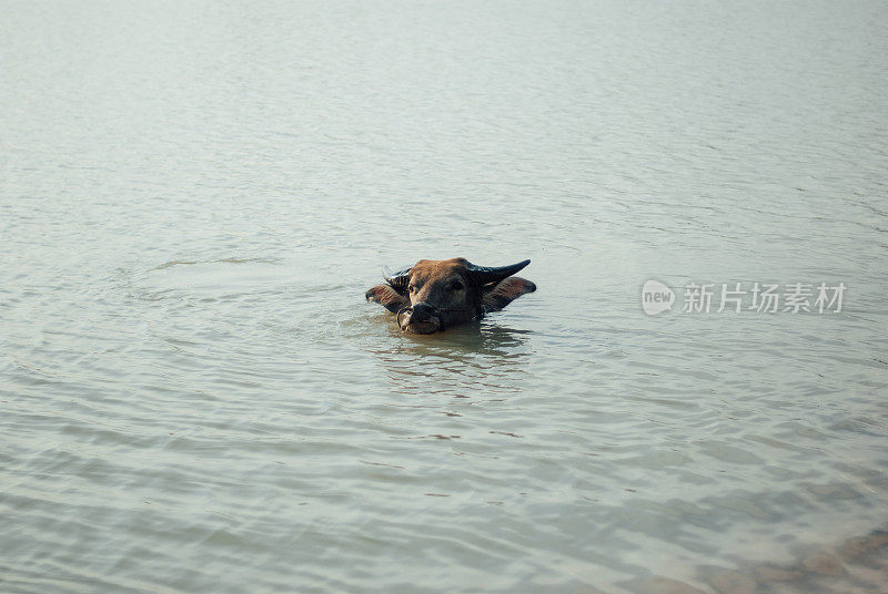 黑水牛