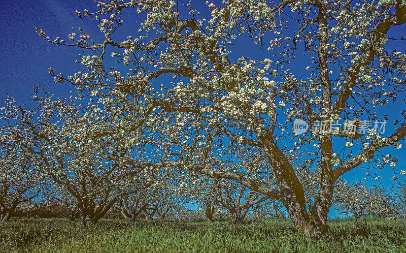 一棵盛开的国产苹果树。塞瓦斯托波尔，索诺玛县，加利福尼亚。马吕斯有明显。