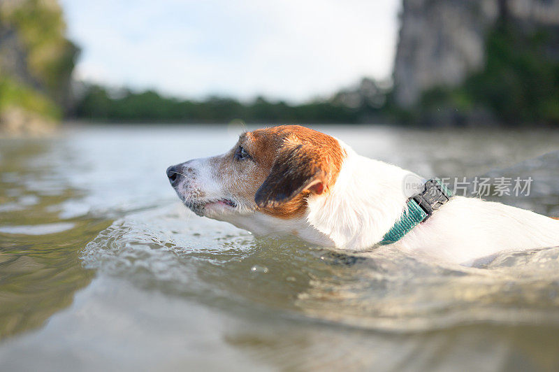 有趣的狗散步在海滩上享受冒险在夏天与他的主人