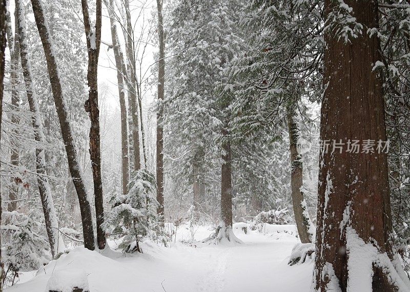 加拿大大温哥华的城市森林里正在下雪