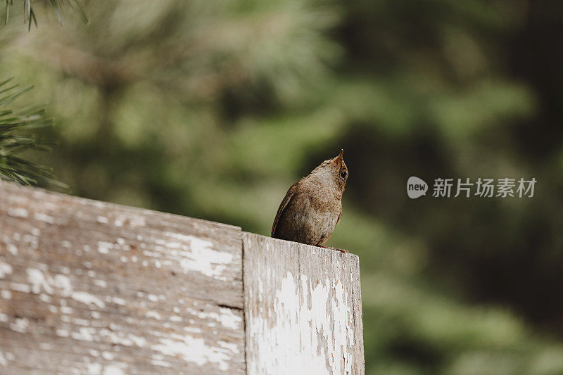 房子雷恩