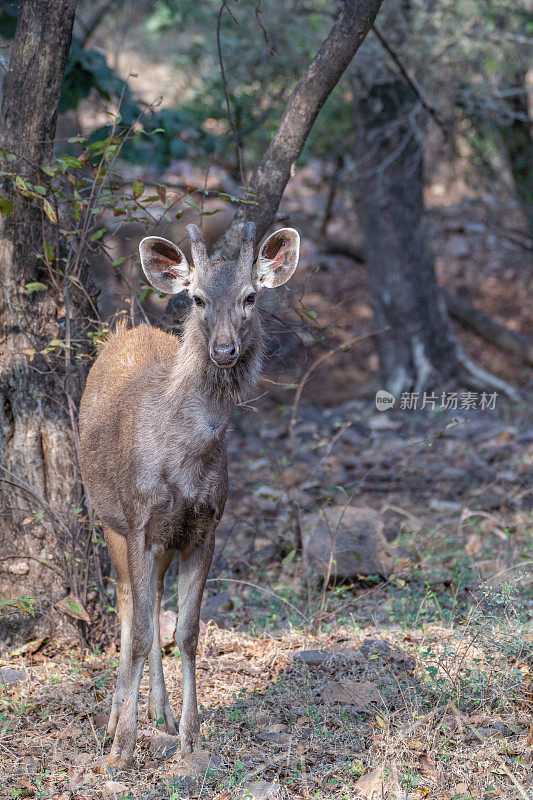 印度拉贾斯坦邦Ranthambore国家公园的野生桑巴鹿小鹿