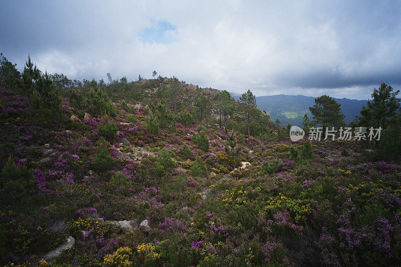 米尼奥景观