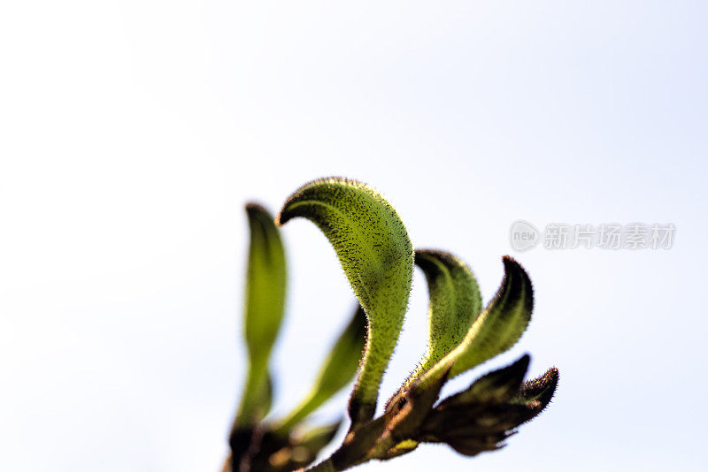 特写美丽的黑袋鼠爪在阳光下，大鳄，背景与复制空间