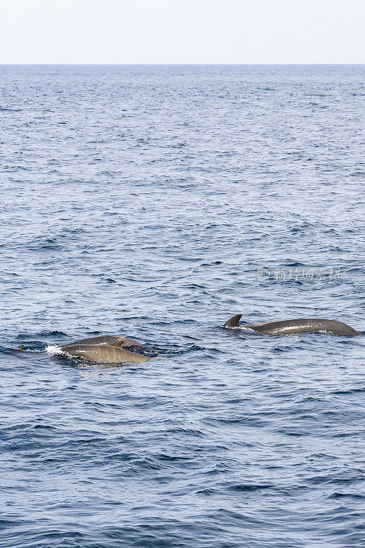 在一个垂直的框架中，一个领航鲸家庭，包括一只顽皮的幼鲸，在安第斯山脉附近的挪威海的深蓝色海水中游泳