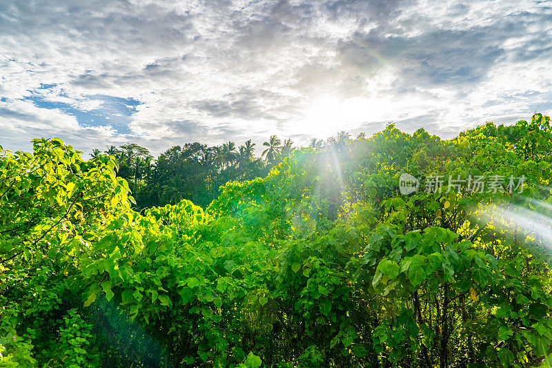 在茂密的森林里，阳光透过树叶照进来。巴厘岛,巴厘岛。