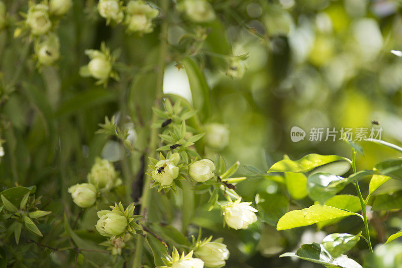 黑蜂正在为花蜜授粉