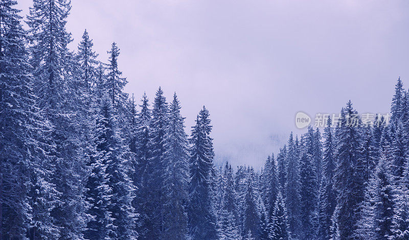 冬天的早晨，在白雪皑皑的松树林中