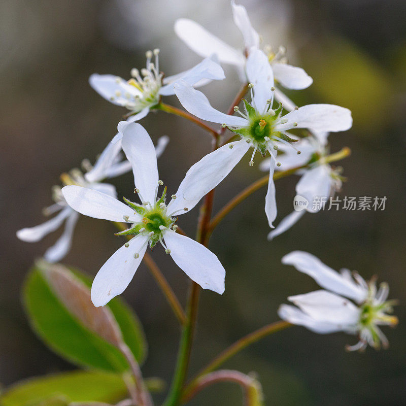 黑刺李花微距特写