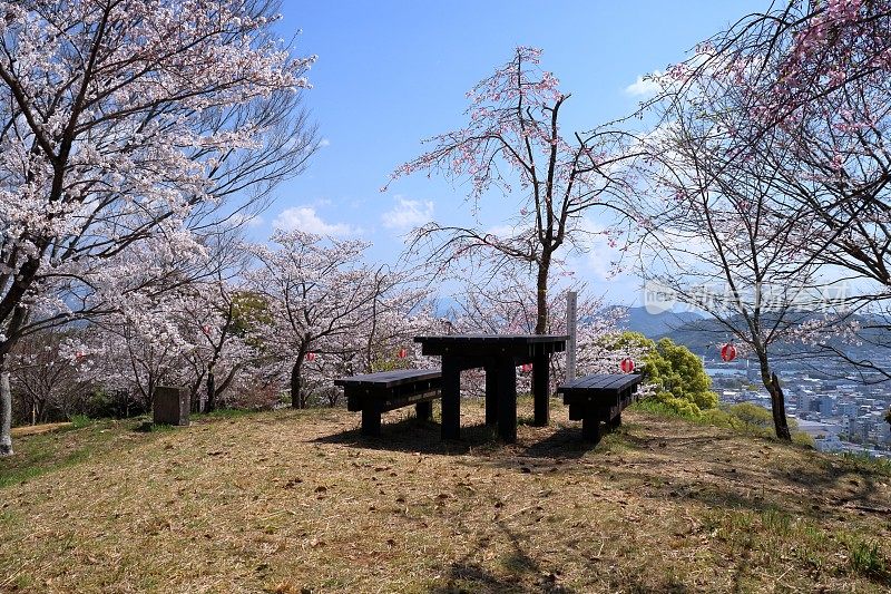 日山公园，观赏樱花的好天气(高知县高知市)