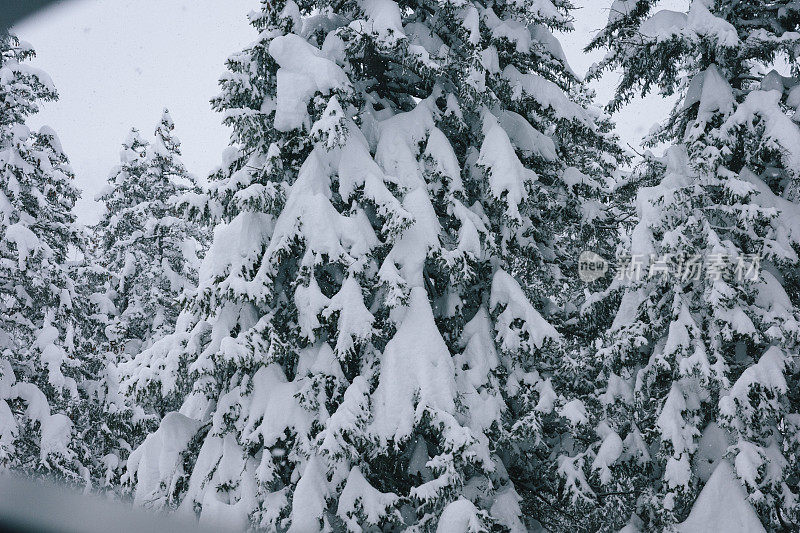 新鲜的粉雪覆盖了森林里的树