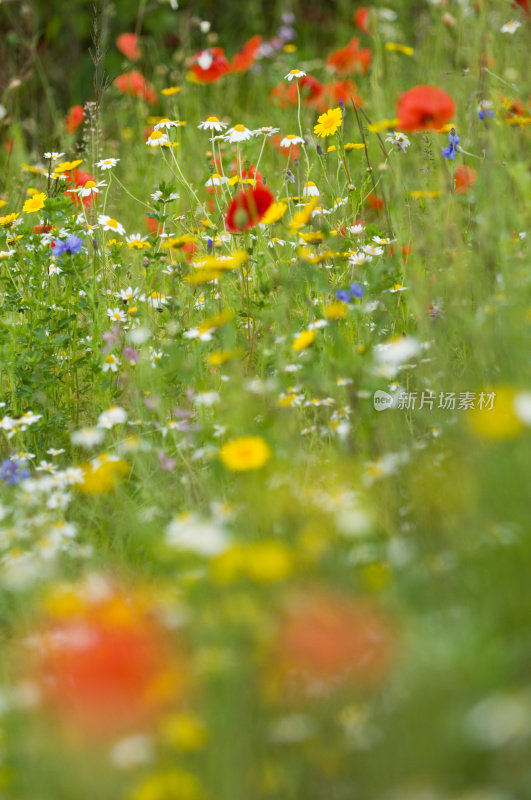 野花的草地