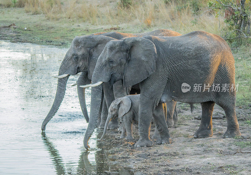 克鲁格国家公园里，一群大象在喝水。