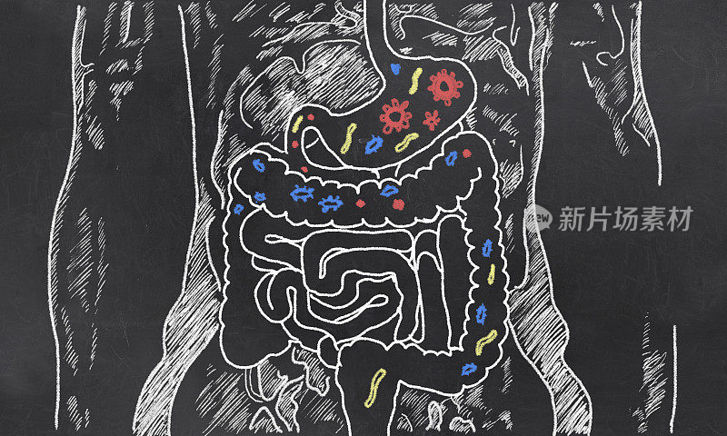 肠道细菌草图