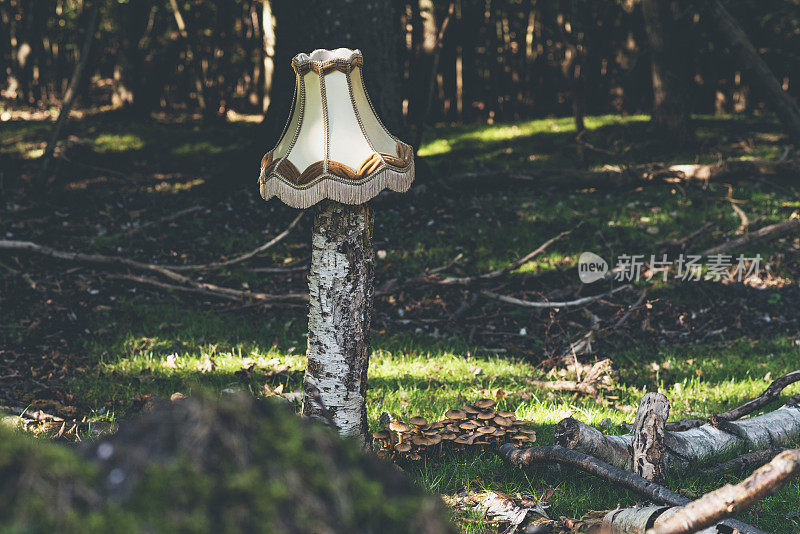 在森林的树干上的灯罩。