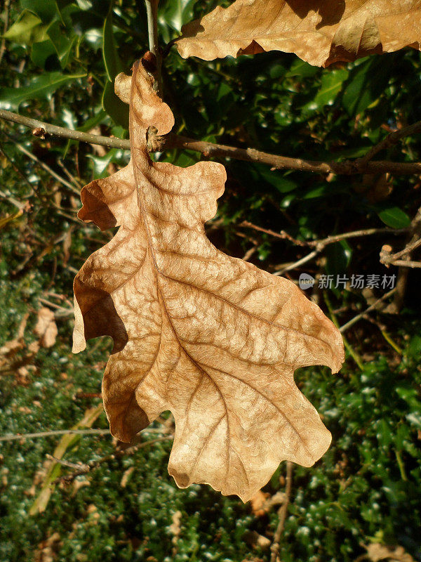 单片枯叶，棕色皱褶，(栎属)