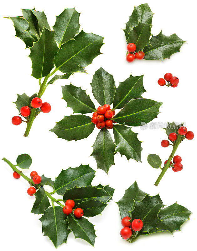 圣诞冬青集-绿叶，红浆果和小枝