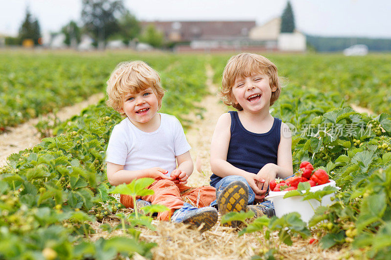 两个小男孩在草莓农场玩