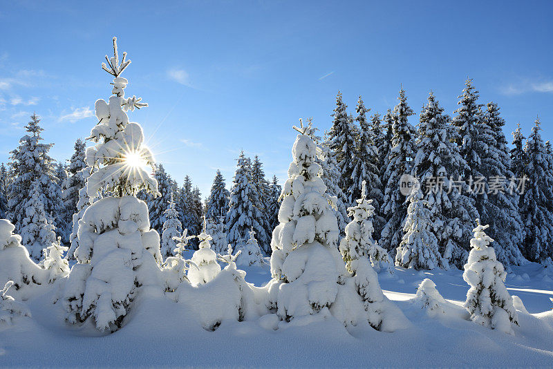 阳光照耀的冬季景观，云杉森林覆盖的雪