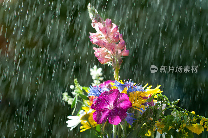 雨中五颜六色的野花