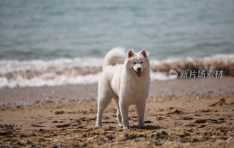 海滩上的狗