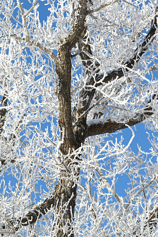 树上覆盖着白霜