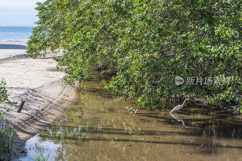 红树林河口