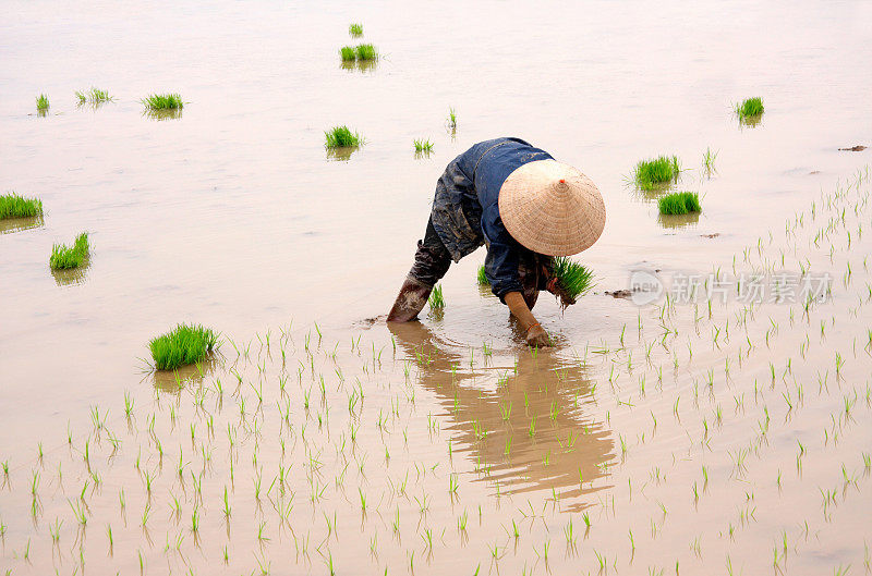 在稻田里工作的妇女