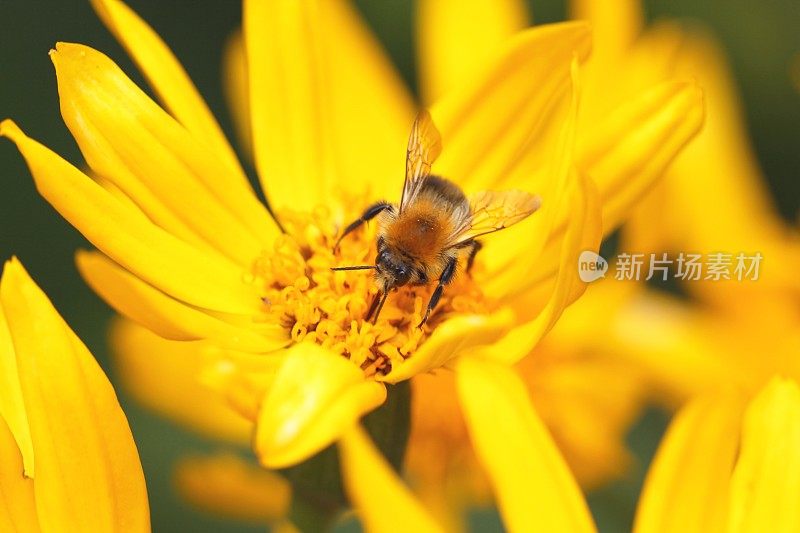 蜜蜂与向日葵花