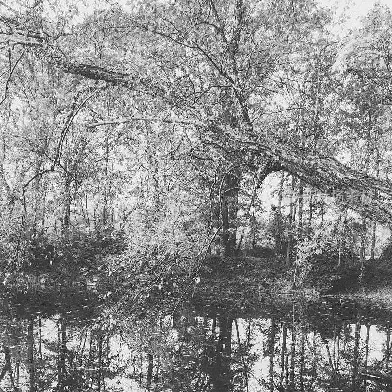 黑白百丽岛采石场池塘，里士满，弗吉尼亚州