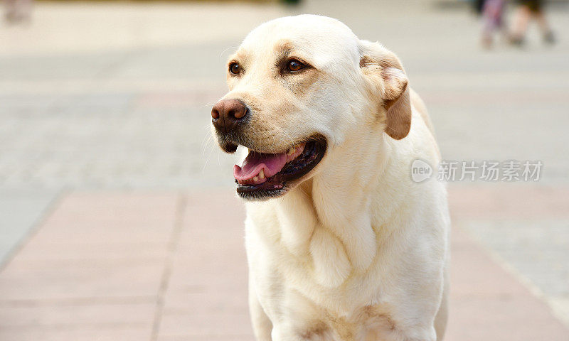 拉布拉多寻回犬