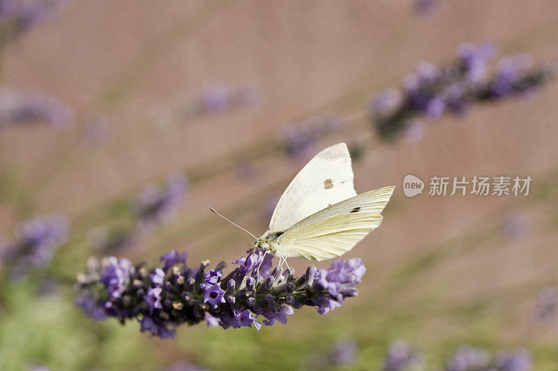 卷心菜蝴蝶，菜花