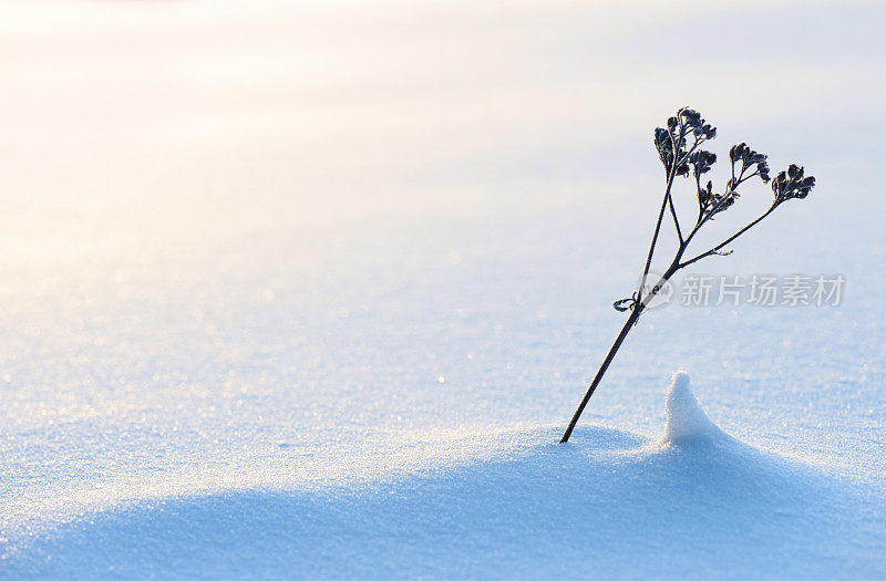 雪中的干枯植物