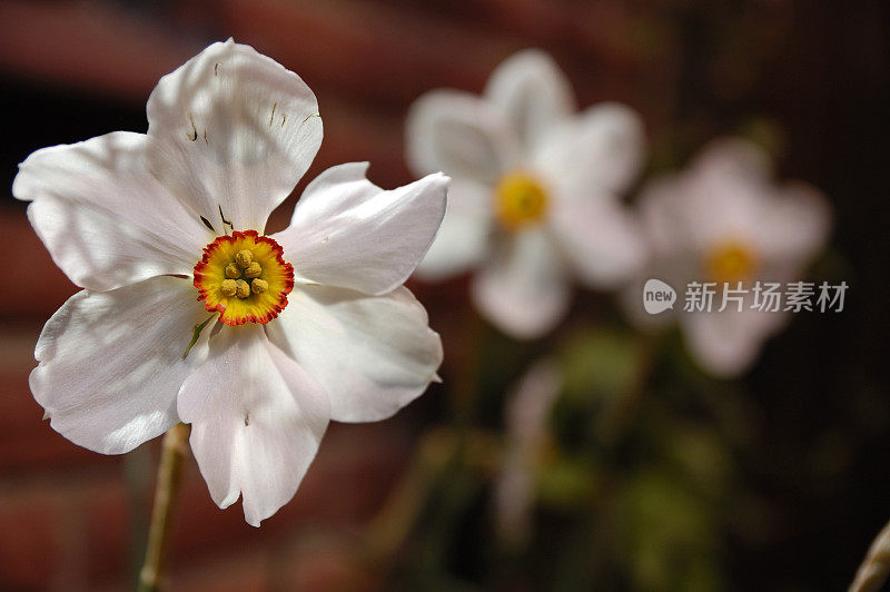 水仙。水仙花。