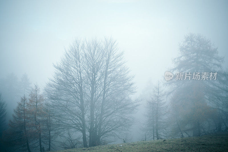 光秃秃的树木和雾，神秘的森林