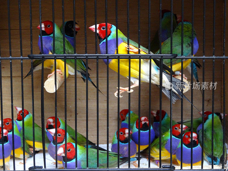 图片中的笼子里有彩虹雀，红发雄鸡