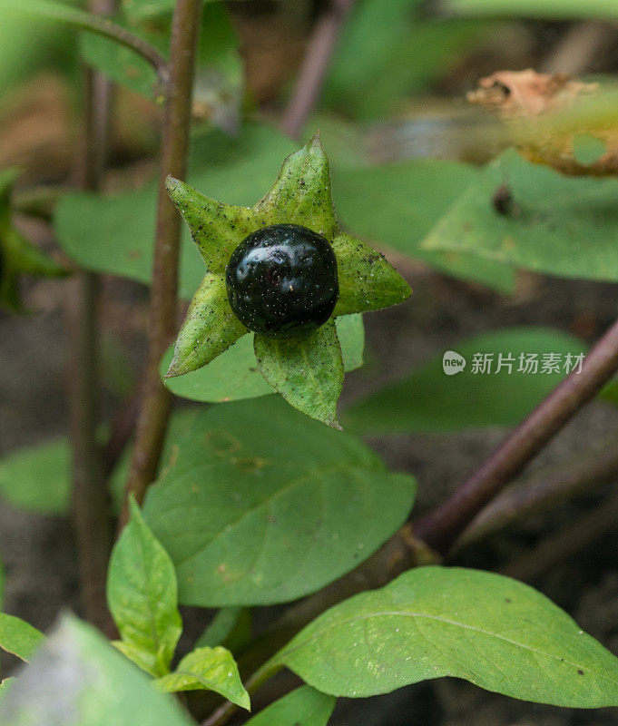 治疗草药――颠茄