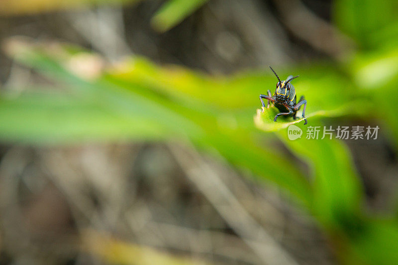 东南蝗虫坐在叶子上