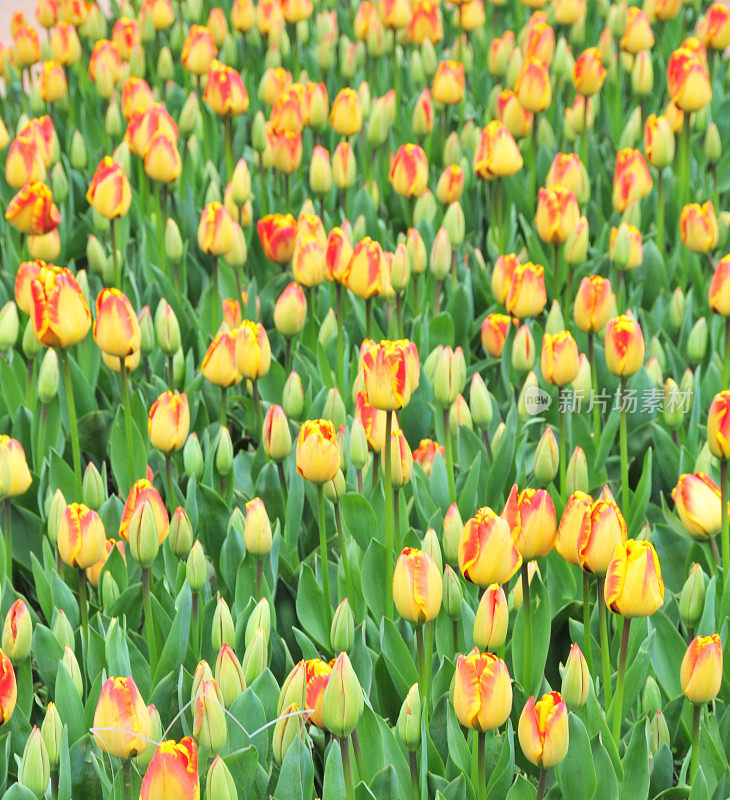 土耳其郁金香花园的彩色郁金香