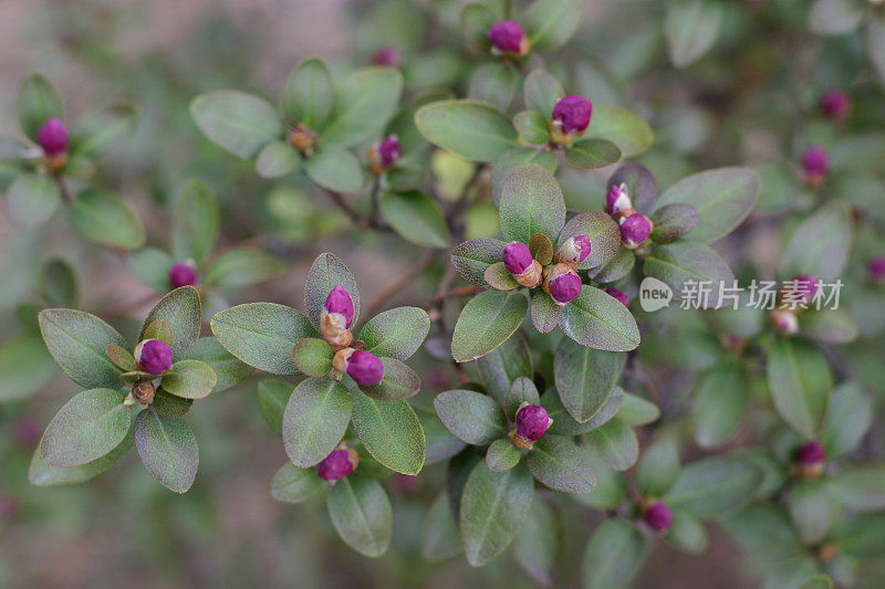 杜鹃花的花