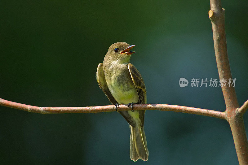 菲比东部