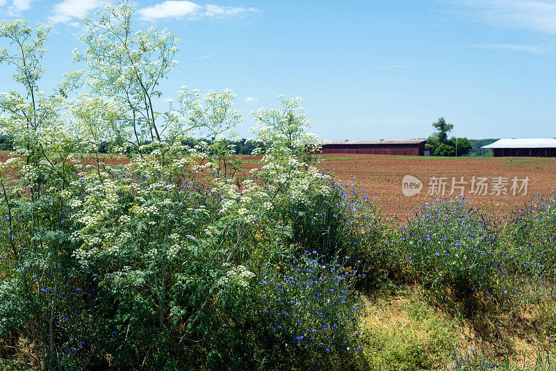 野花和农场