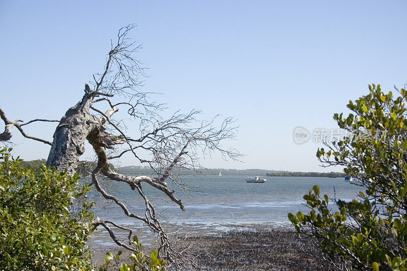 被遗弃的澳大利亚水湾树和船