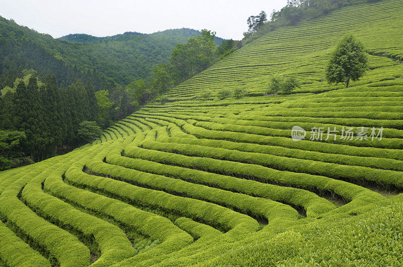 茶园在起伏的山坡上