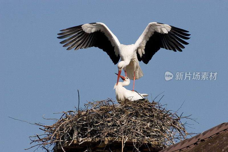 一对鹳夫妇在一个巢，在一个建筑的顶部