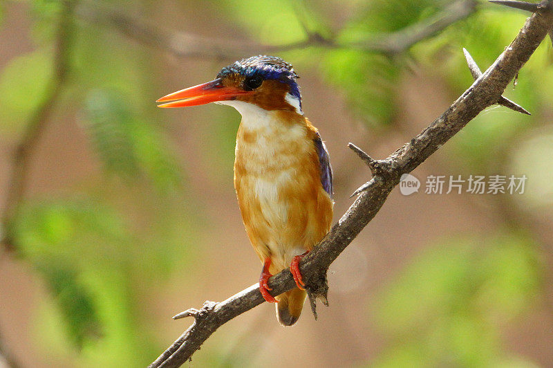 孔雀石翠鸟