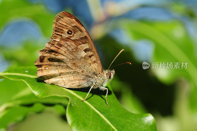 斑点木蝴蝶，英国
