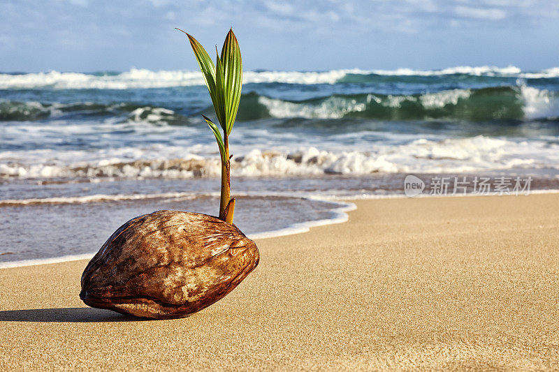 夏威夷海滩上的椰子树