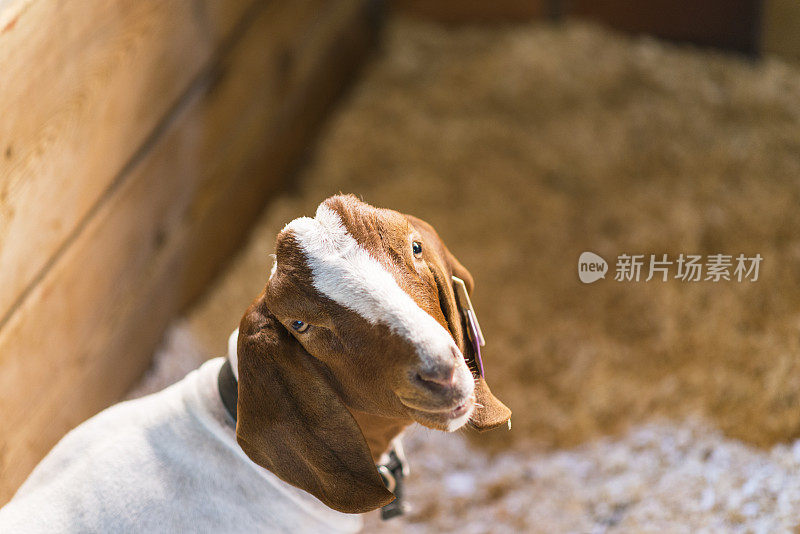 在谷仓摆造型的山羊