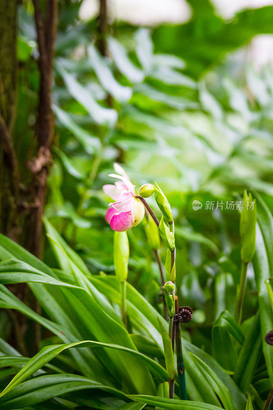 热带森林里的女鞋兰花